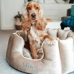 High Wall Bed For Dogs in Velvet